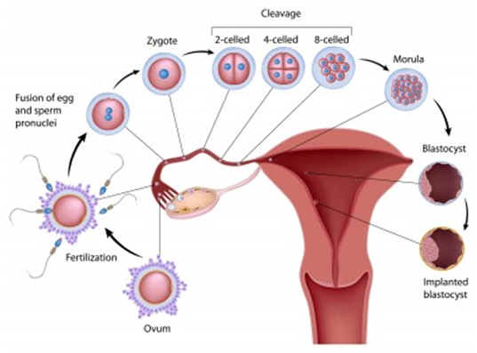 Can You Get Pregnant Outside Of Ovulation Period 70