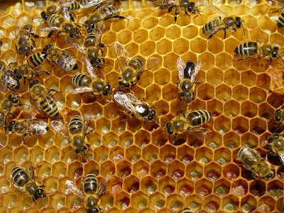 Why do bee stings itch and burn? - Health2009.com