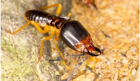 What Do Termites Look Like - Dampwood Termite