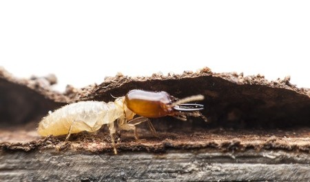 What Do Termites Look Like - Drywood Termite Photo