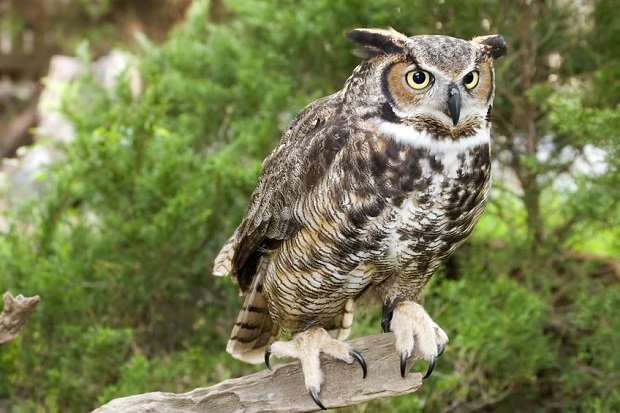 Great Horned Owl Facts