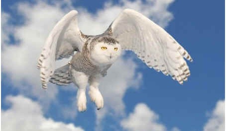 how-do-owls-fly-silently