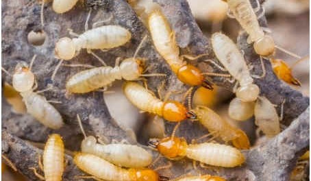 What Do Termites Look Like - subterranean termites