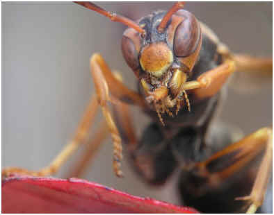 Difference between a Wasp and a Hornet