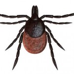 Ticks