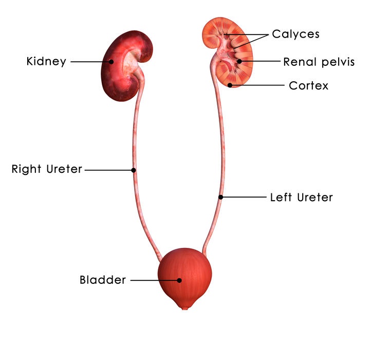 kidney-anatomy