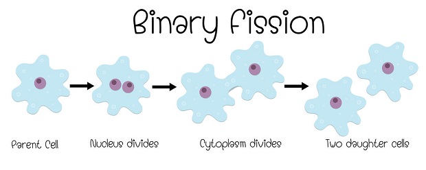 Are Frogs Asexual - Binary Fission