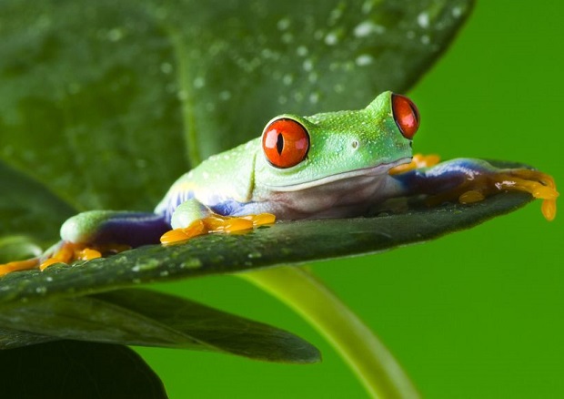 Are Frogs Asexual - Cloning