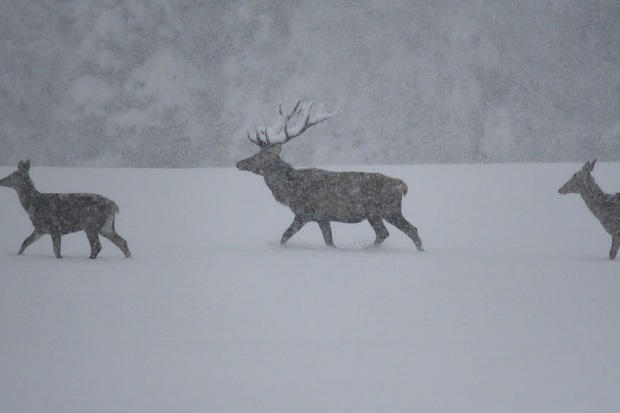 What Are the Forms of Precipitation - Snow Grains