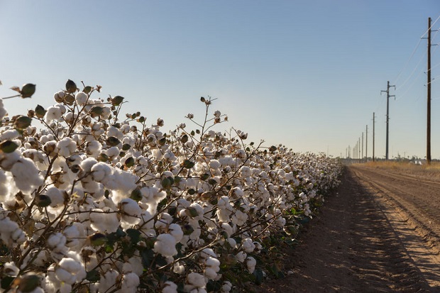 Where Does Cotton Grow Geographically?