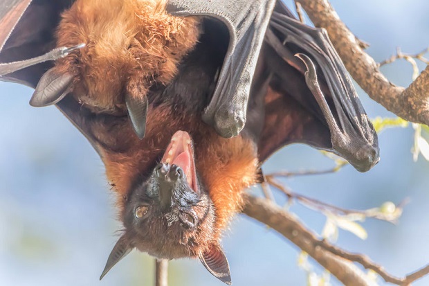 Are Bats Mammals or Birds - Mammal