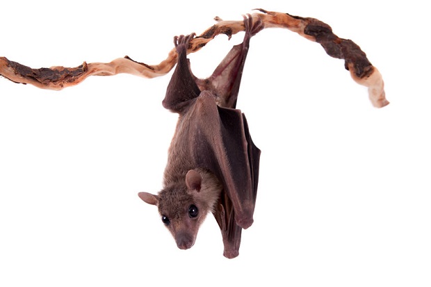 Are Bats Really Blind? Can Bats See at Night?