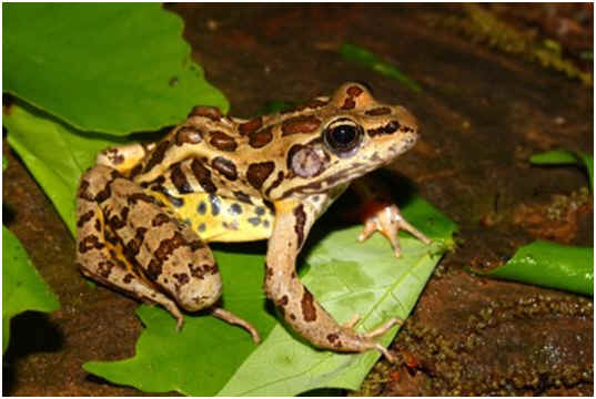 Are Frogs Nocturnal?