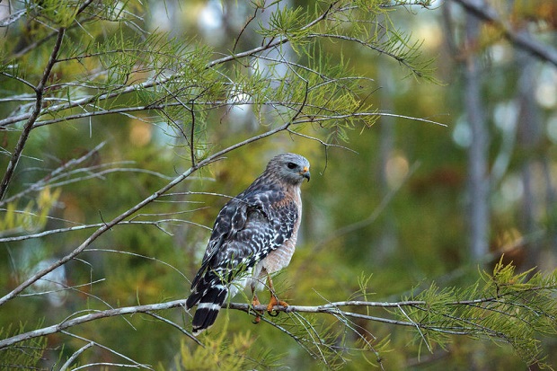 Are Hawks Endangered - Hunting