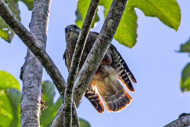 Are Hawks Endangered - Ridgway's Hawk