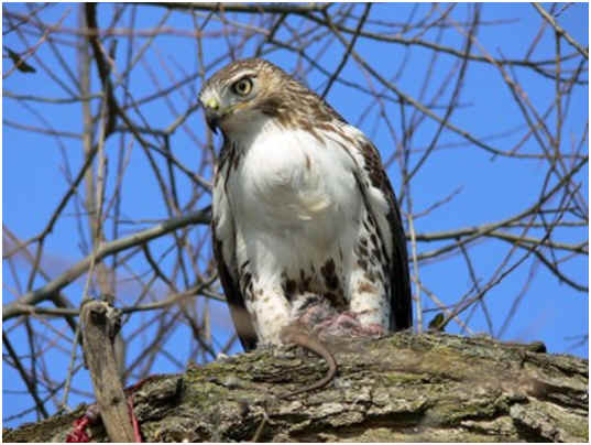 Are Hawks Endangered?