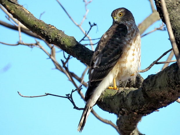 Are Hawks Scavengers - Hunting