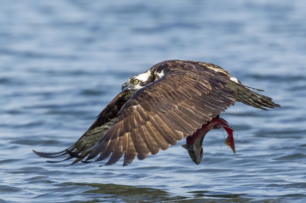 Are Hawks Scavengers - What Hawks Eat