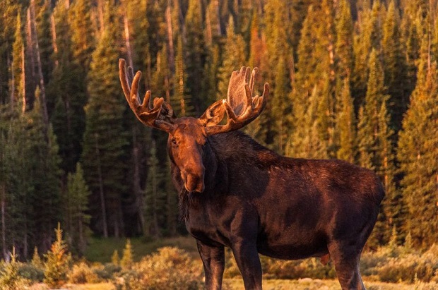 Are Moose Nocturnal? Discover What It Means to be Crepuscular