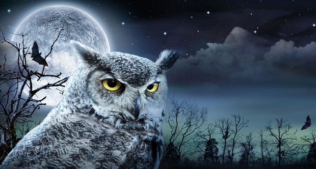 Are Owls Nocturnal - Night Hunting