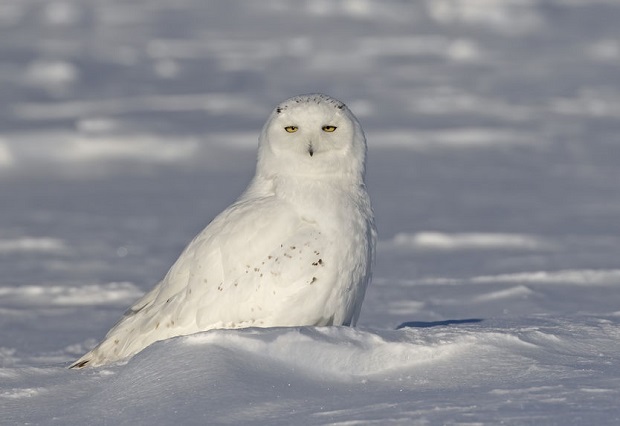 Are Owls Nocturnal - Snowy Owl