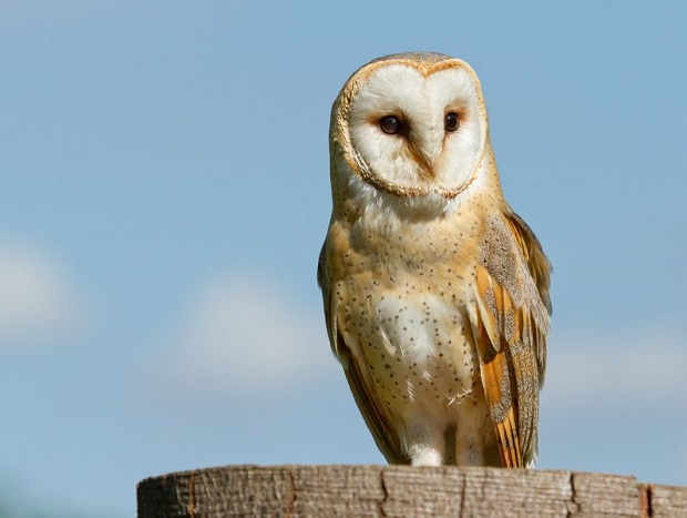 Barn Owl Facts