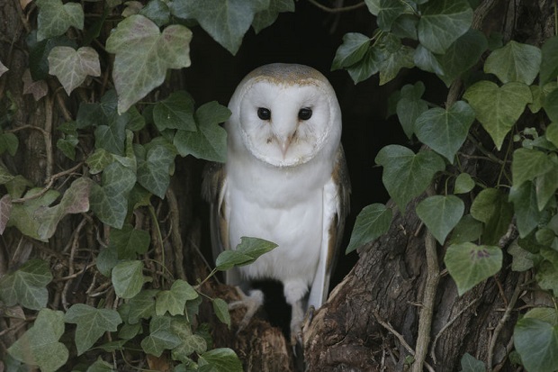 Barn Owl Facts - Behavior