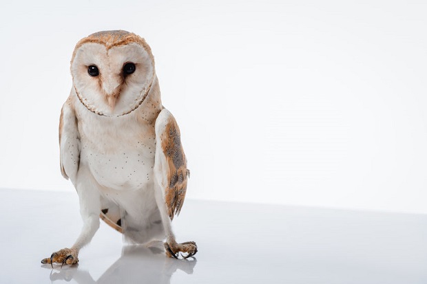 Barn Owl Facts - Barn Owl Characteristics