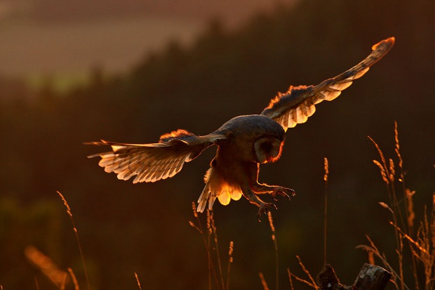 Barn Owl Facts - Hunting