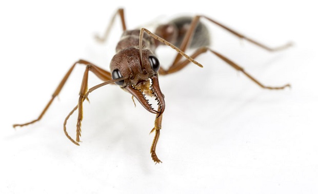 Can Ants Smell? With 400 Odor Receptors – They Sure Can!