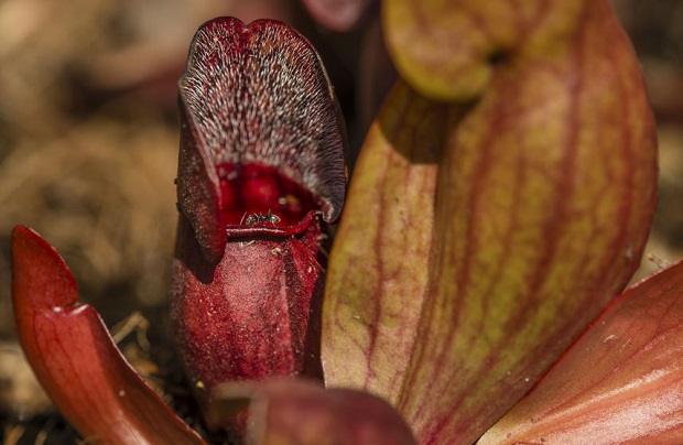 Can Ants Swim - Pitcher Plant