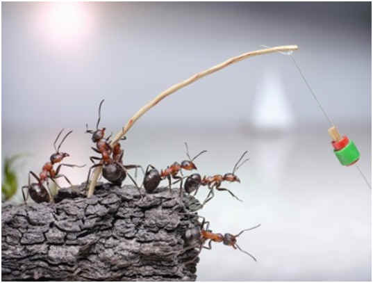 Can Ants Swim? Most Can’t – But They Are Hydrophobic