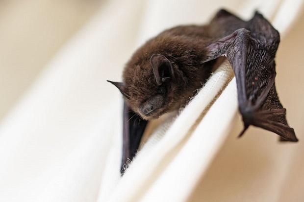 Can Bats Walk?