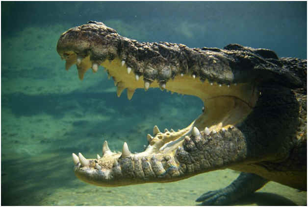 Can Crocodiles Live in Salt Water?