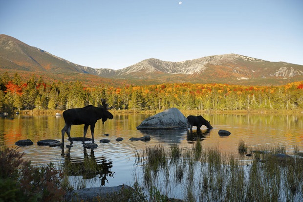 Can Moose Swim? Explore the Exceptional Swimming Behaviors of the American Moose