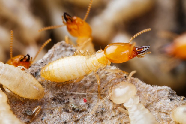 Can Termites Eat Concrete