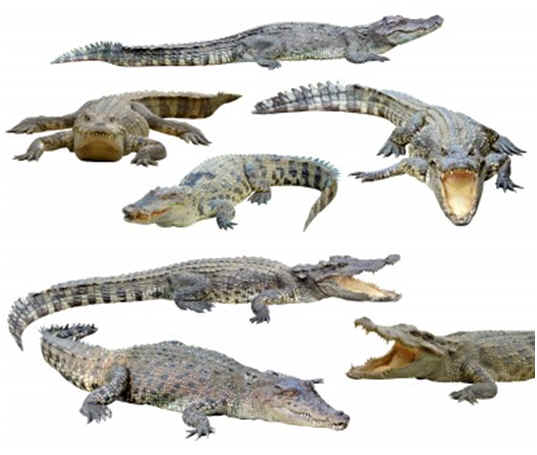 What Is the Difference Between an Alligator and a Crocodile?