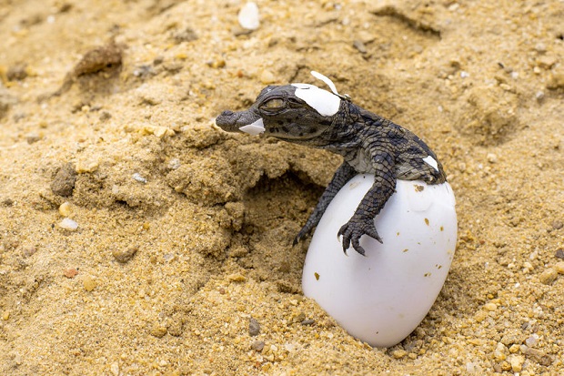 Do Crocodiles Lay Eggs?