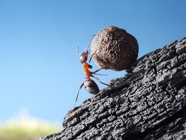Do Ants Have Muscles? They Sure Do!