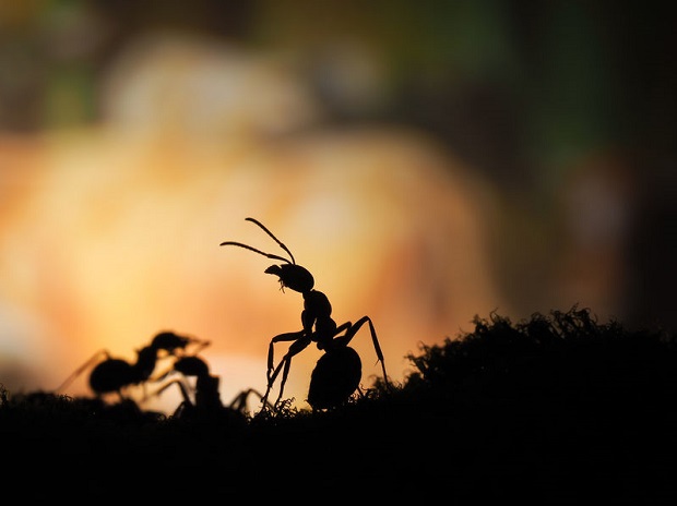 Do Ants Sleep? Ants Are Supersonic Power Nappers!