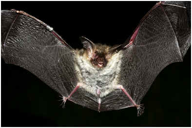 Do Bats Have Tails? They Sure Do!