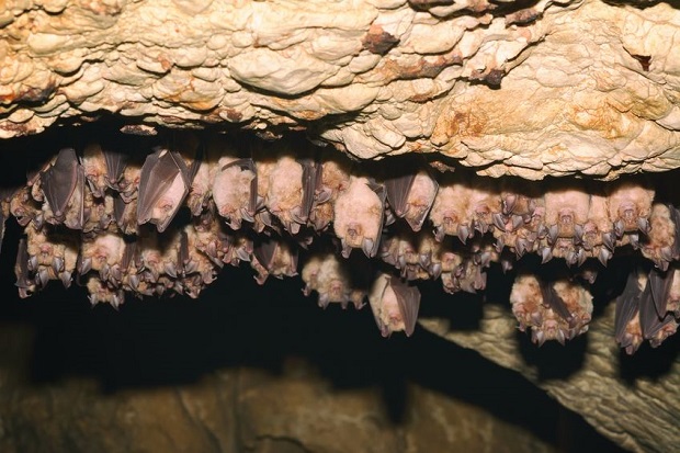 Do Bats Hibernate in Winter? Where Bats Go When It Grows Cold