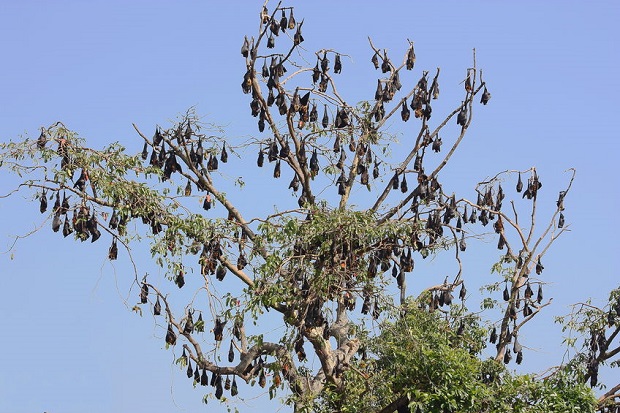 Do Bats Live in Trees? Tree Roosting Bat Species