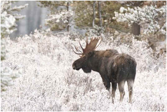 Moose Searching for Food in the Winter