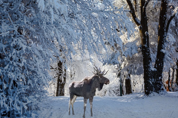Do Moose Hibernate - Snow
