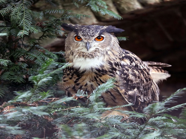 Do Owls Eat Bats? Owls One of Many Bat Predators