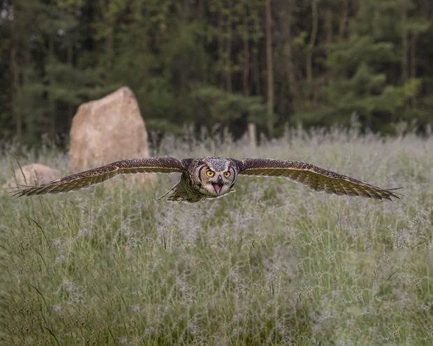 Do Owls Eat Bats