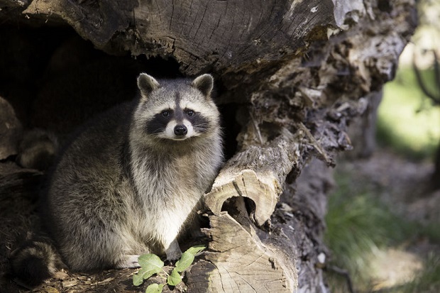 Do Owls Eat Bats - Other Predators