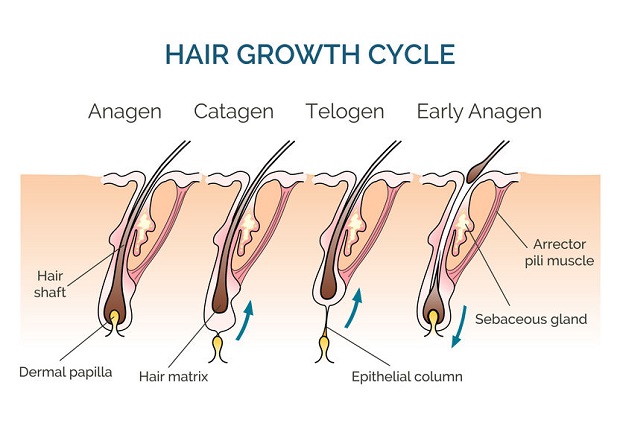 Hair Growth Cycle