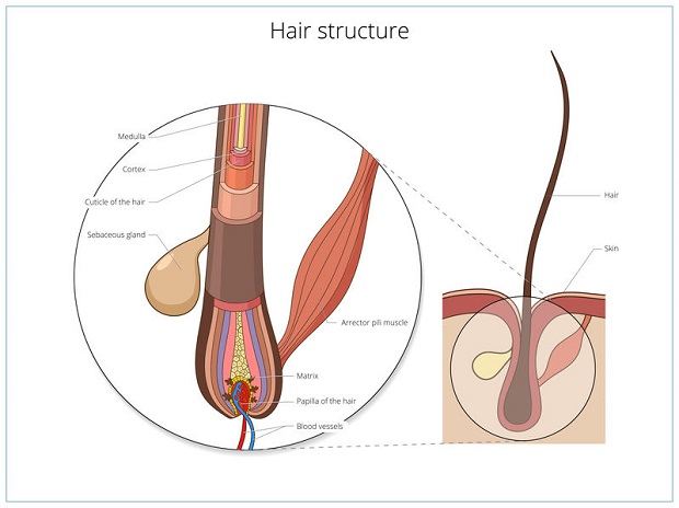 Hair Follicle Anatomy